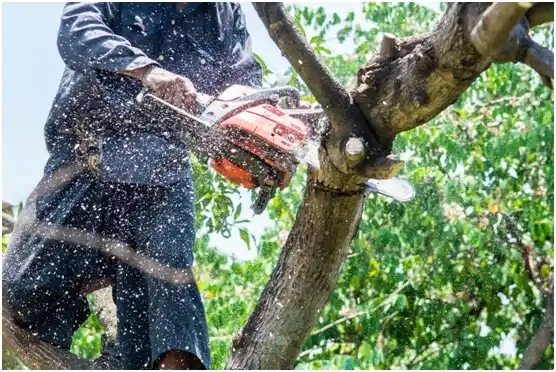 tree services Elmwood